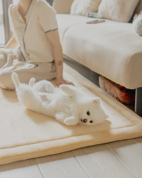 White Pomeranian rolling playfully on a cream Momomi play mat beside its owner