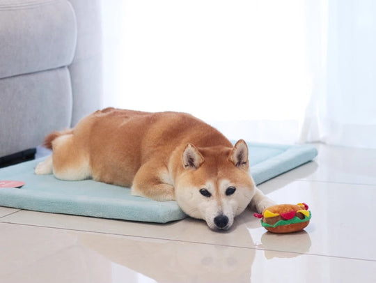 Shiba Inu lying on a pale blue Momomi pet mat next to a burger-shaped plush toy