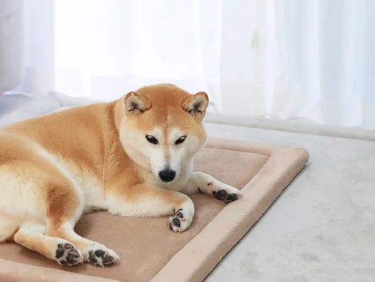 Shiba Inu resting calmly on a tan pet cooling mat by a sunlit window
