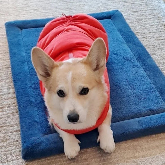 Shiba Inu lying comfortably on a tan padded dog bed by a bright window
