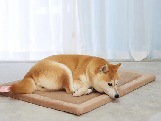 Shiba Inu resting on a tan Momomi pet mat by sheer curtains