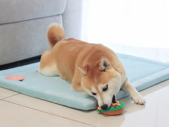Shiba Inu lying on a pale aqua pet mat, chewing a burger-shaped plush toy