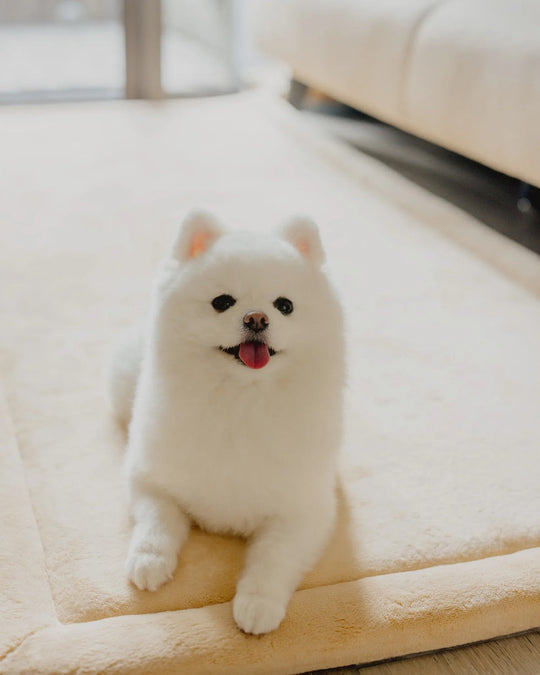 Fluffy white Pomeranian lying on a soft cream dog bed with its tongue out