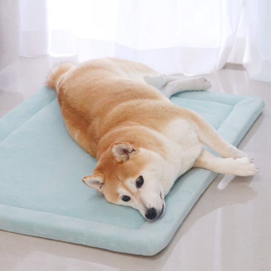 Why Dogs Slip at Home — And How a Soft Pet Mat Can Protect Their Joints Long-Term